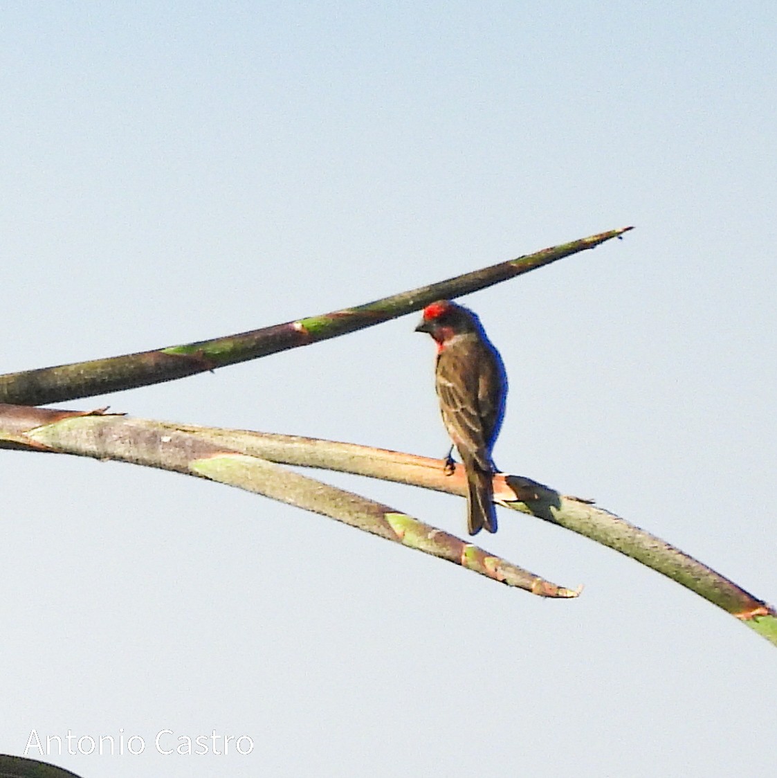 House Finch - ML628108850