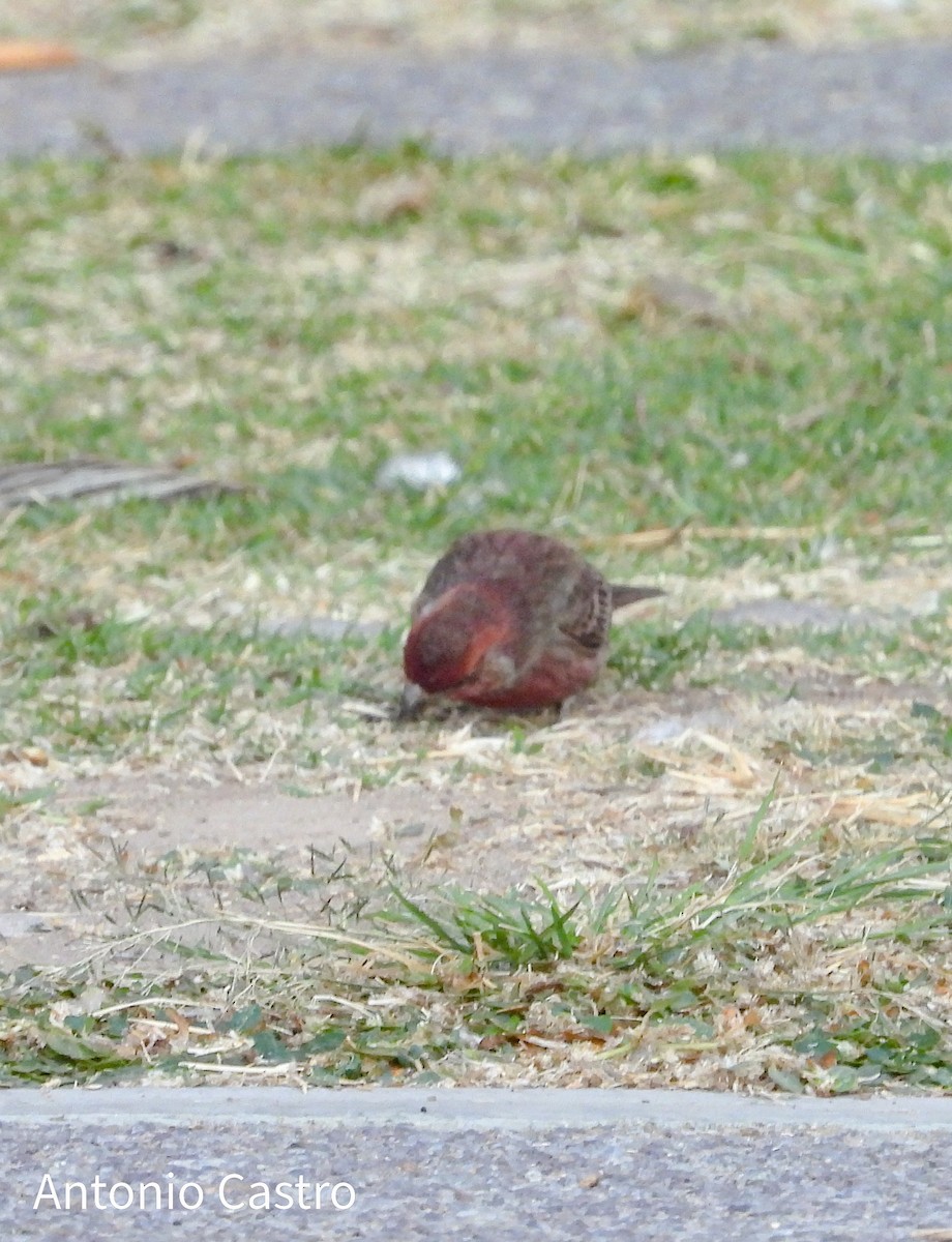 House Finch - ML628108851