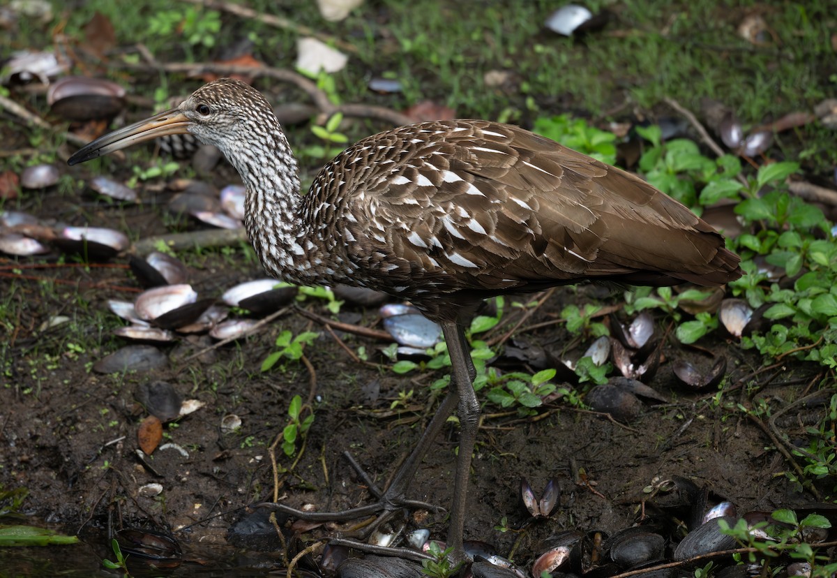 Limpkin - ML628108853