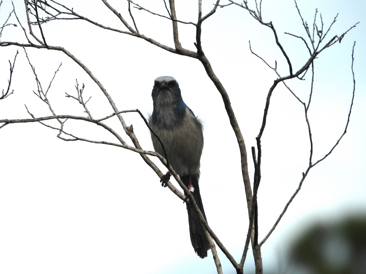 Florida Scrub-Jay - ML628108854