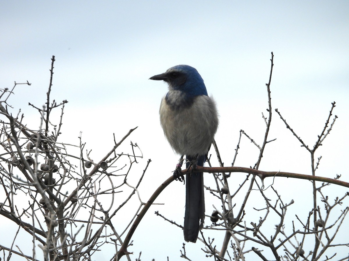 Florida Scrub-Jay - ML628108855