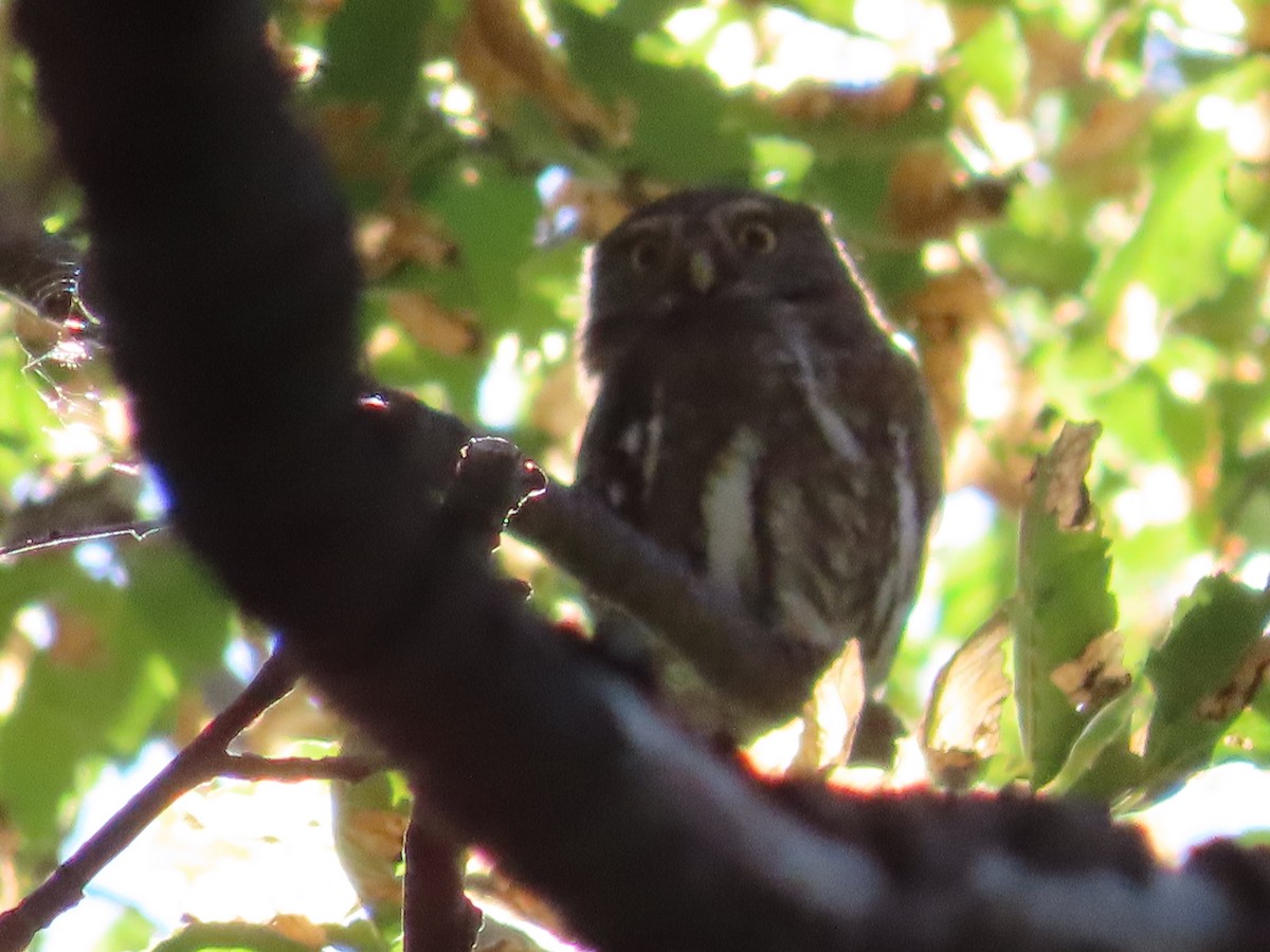 Austral Pygmy-Owl - ML628108856