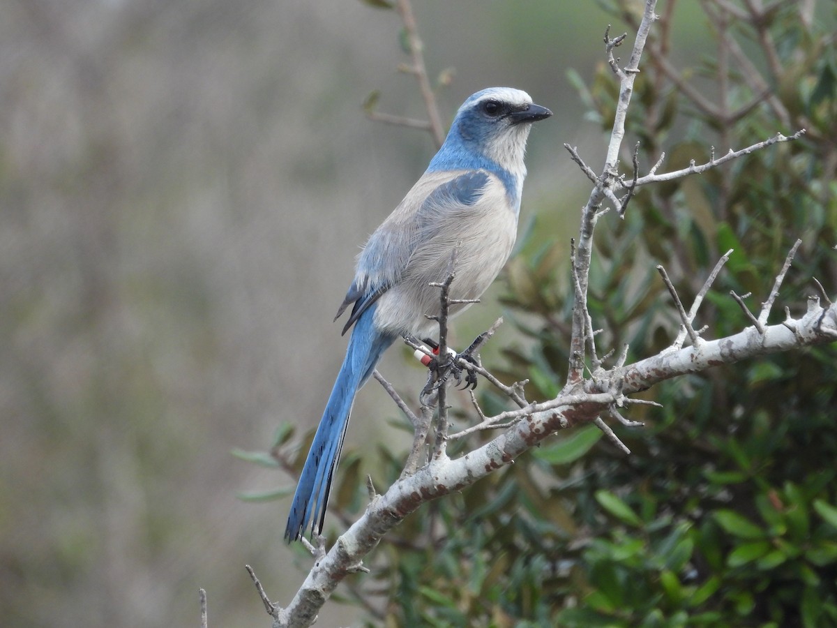 Florida Scrub-Jay - ML628108857