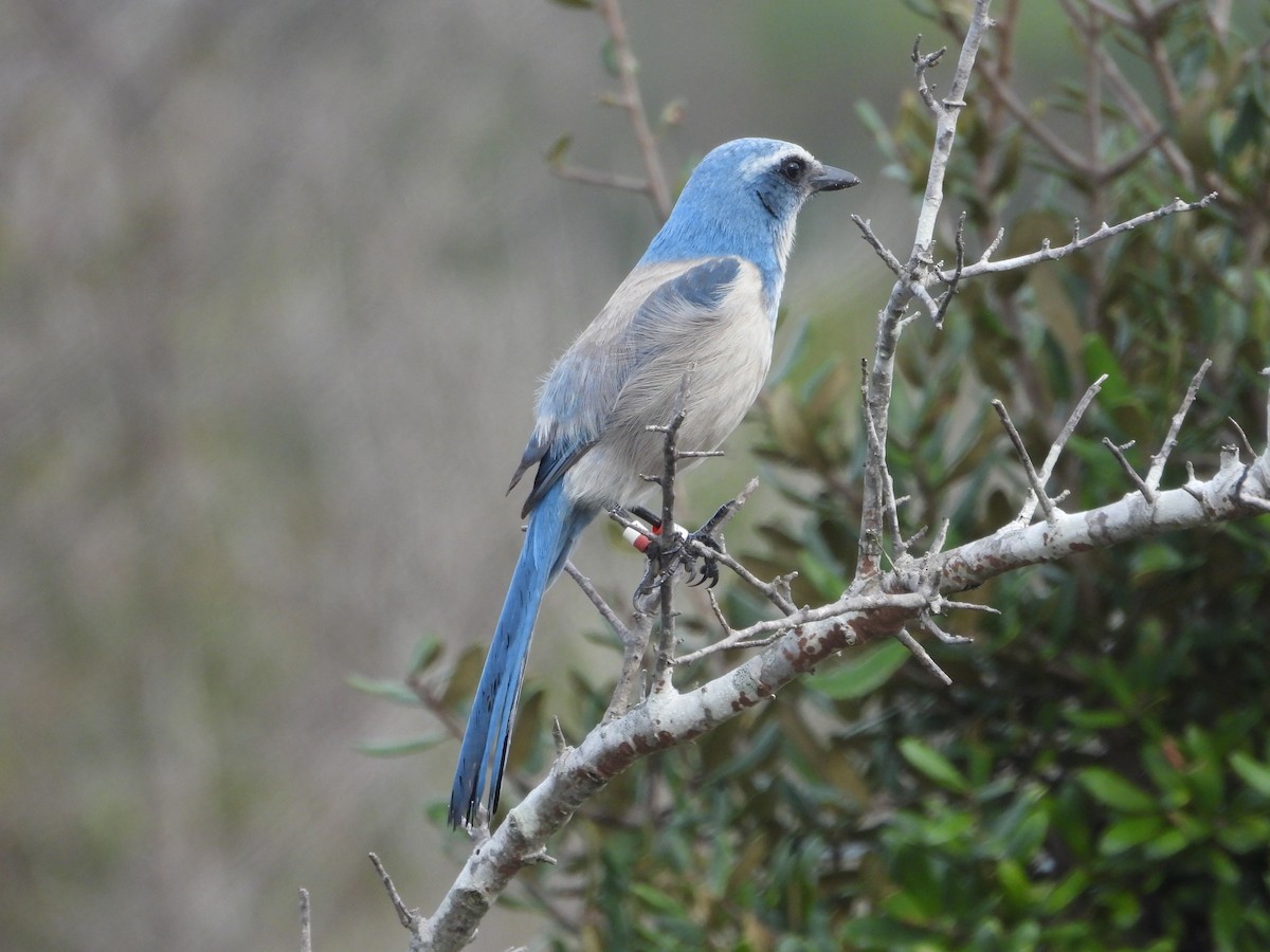 Florida Scrub-Jay - ML628108858