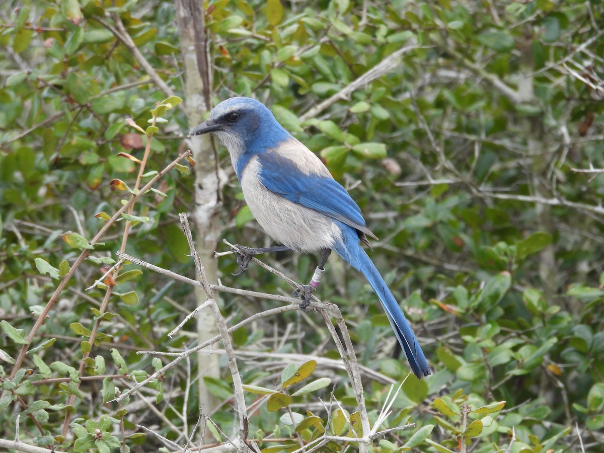 Florida Scrub-Jay - ML628108859