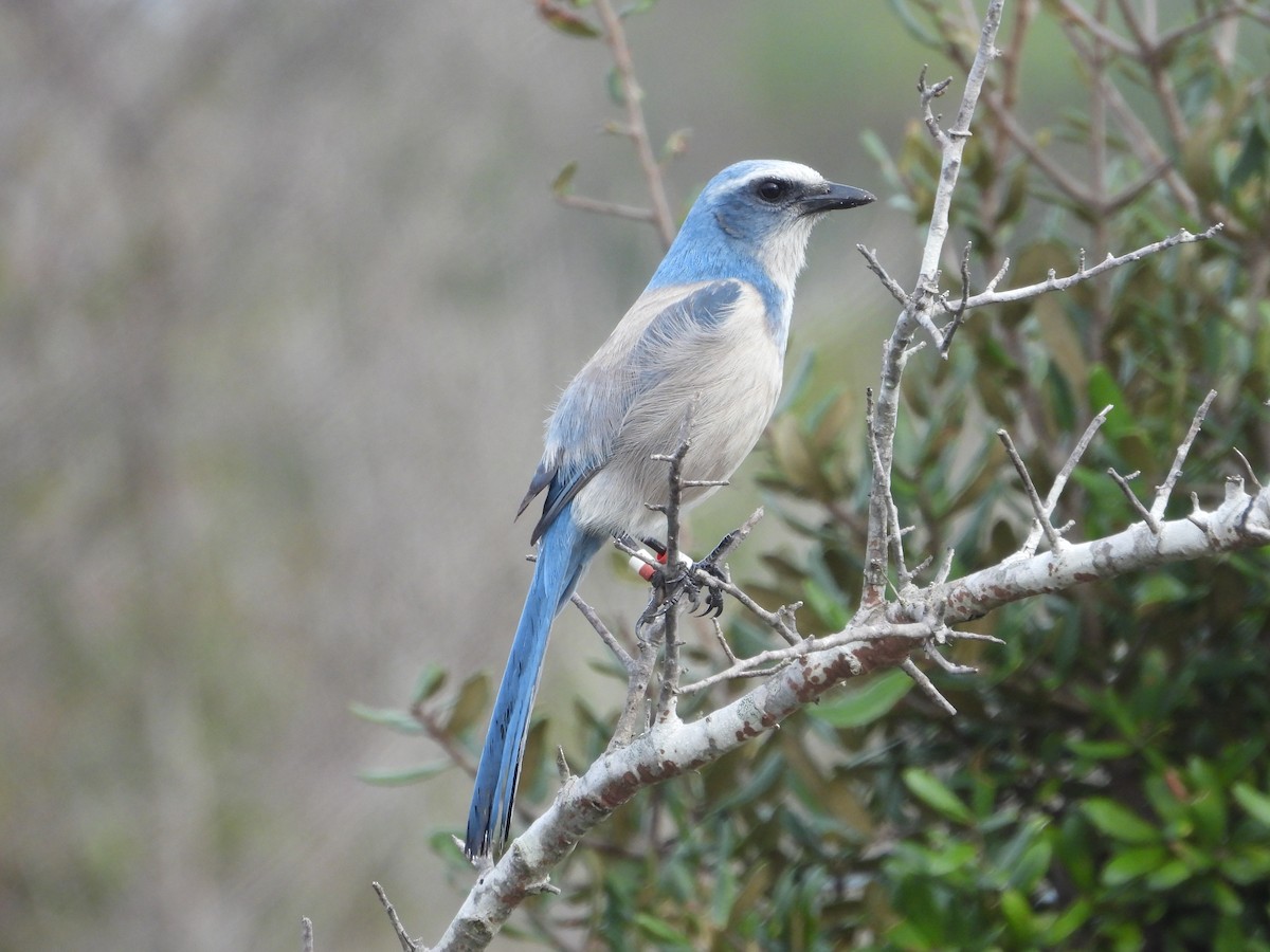 Florida Scrub-Jay - ML628108860