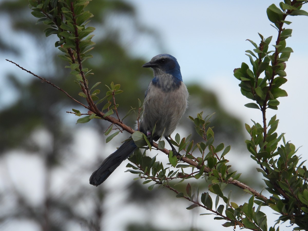 Florida Scrub-Jay - ML628108861