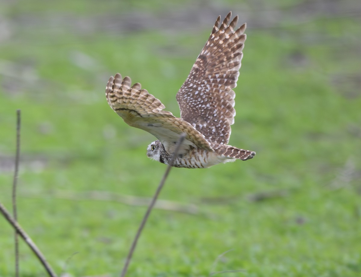 Burrowing Owl - ML628108862