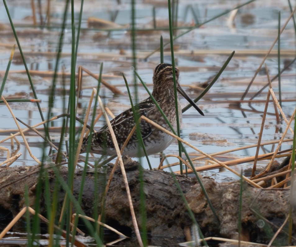 Wilson's Snipe - ML628108863