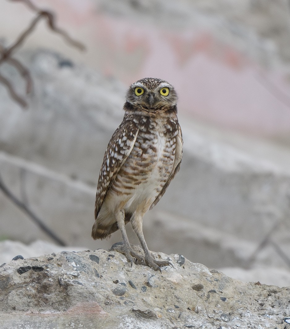 Burrowing Owl - ML628108869