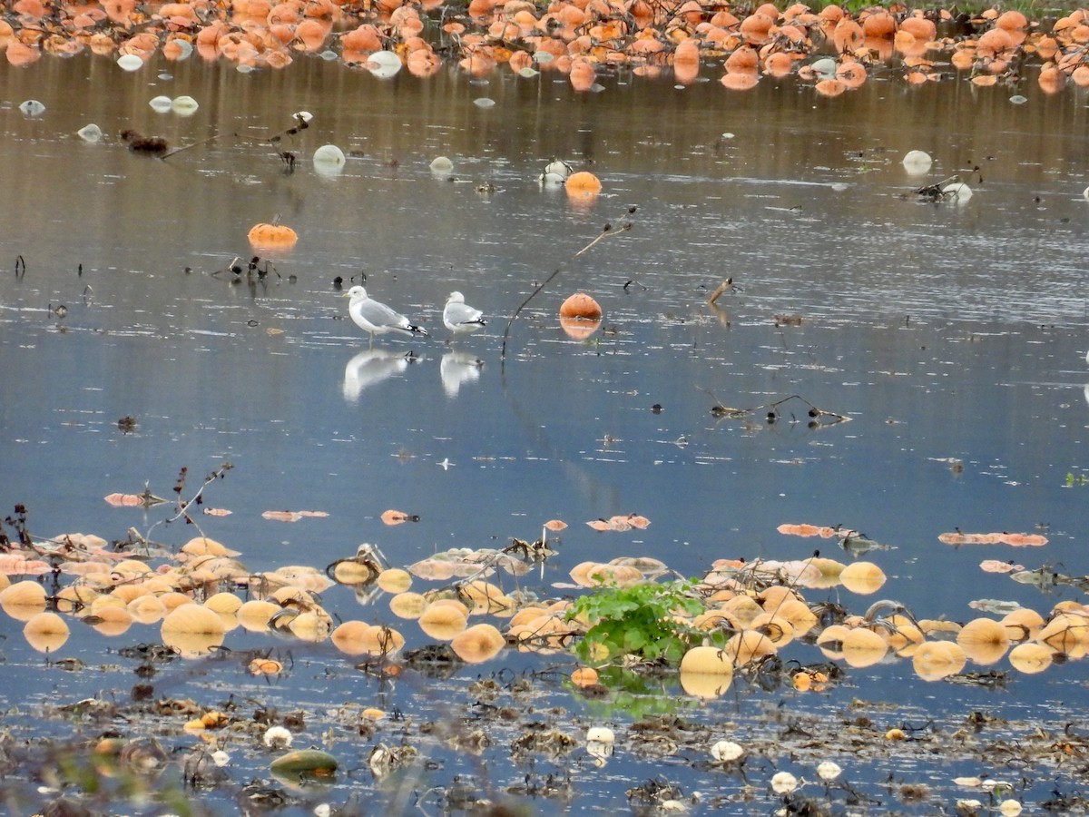 Short-billed Gull - ML628108870