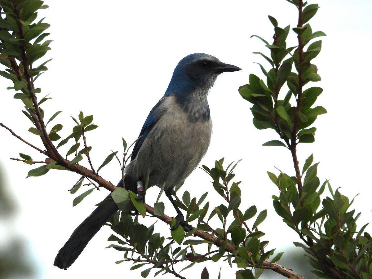 Florida Scrub-Jay - ML628108871