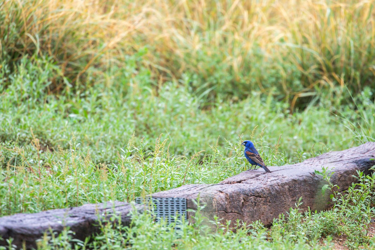 Blue Grosbeak - ML628108872