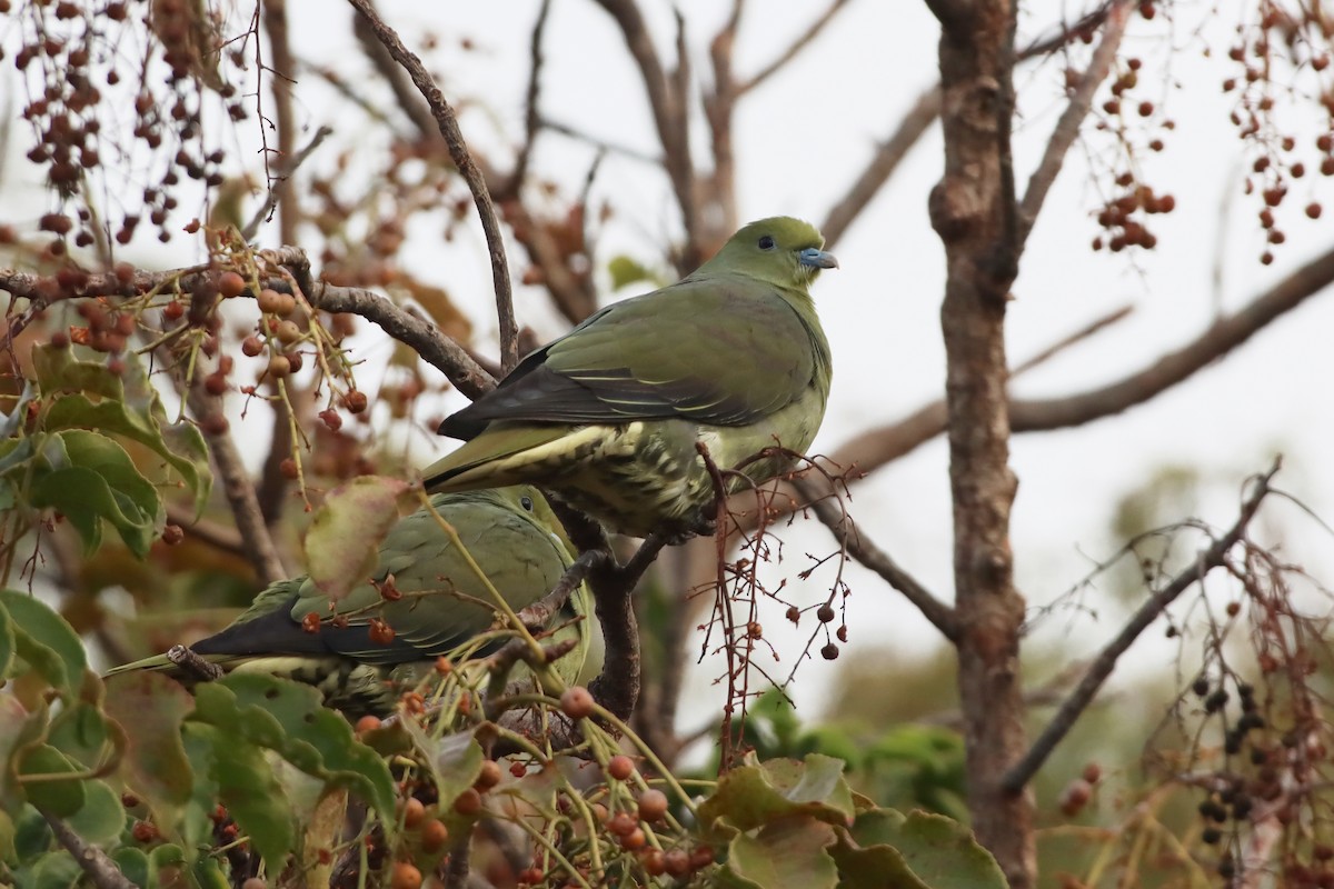 紅頭綠鳩 - ML628108873