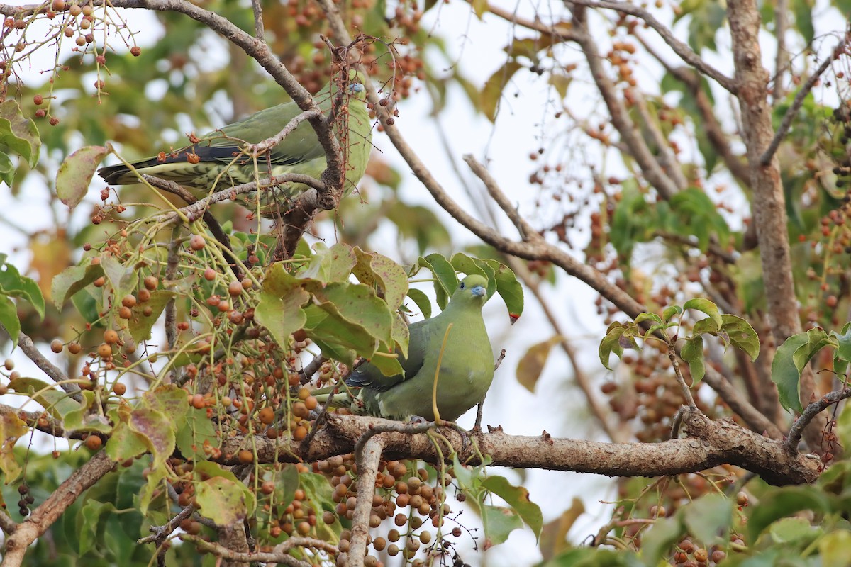 紅頭綠鳩 - ML628108876