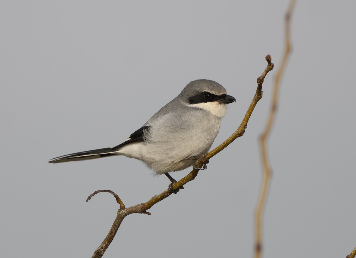 Loggerhead Shrike - ML628108877