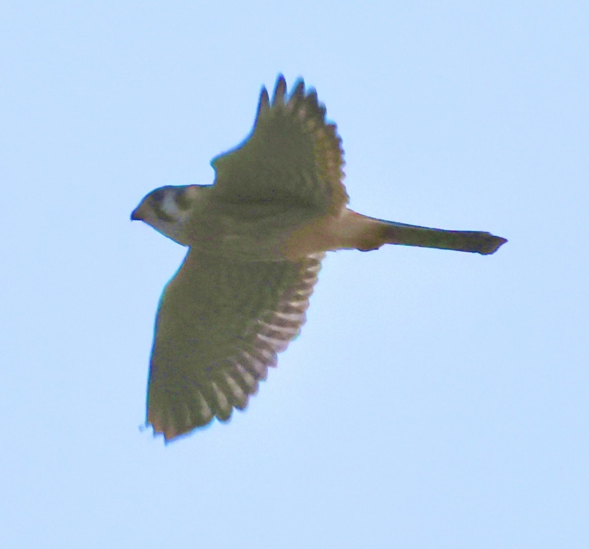 American Kestrel - ML628108879