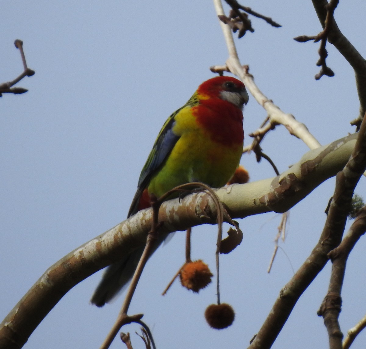 Rosella orientale - ML628108880