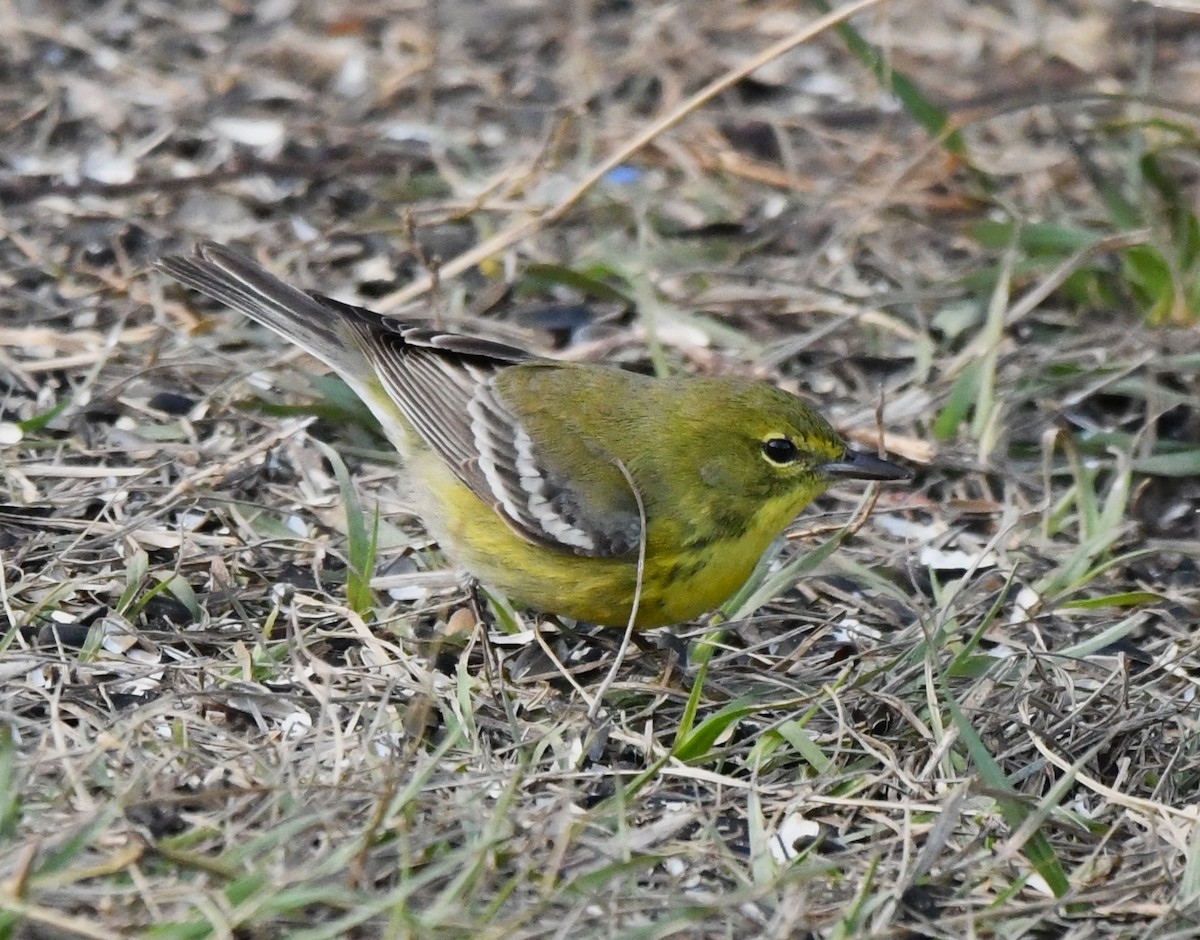 Pine Warbler - ML628108926