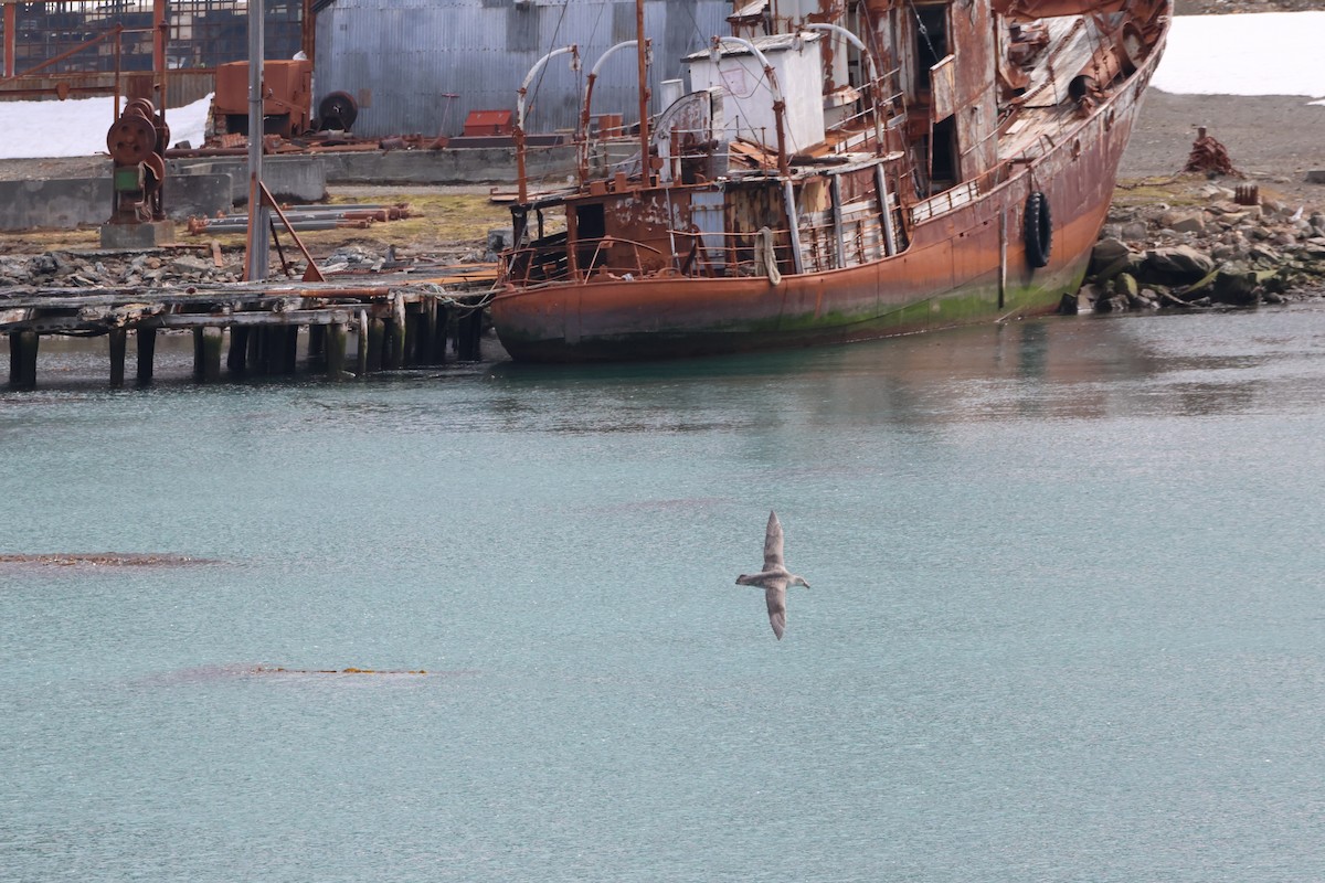 Northern Giant-Petrel - ML628108930