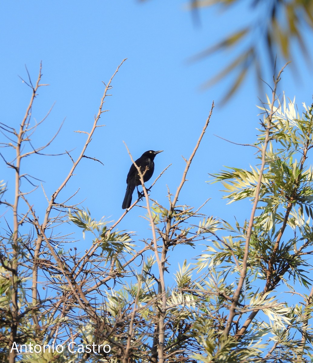 Great-tailed Grackle - ML628108932