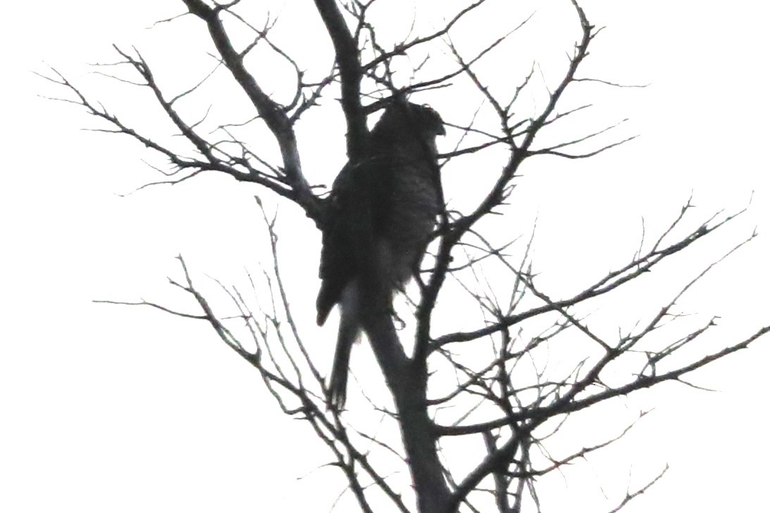 Cooper's Hawk - ML628108934