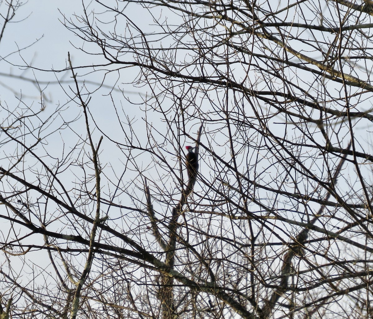 Pileated Woodpecker - ML628108941