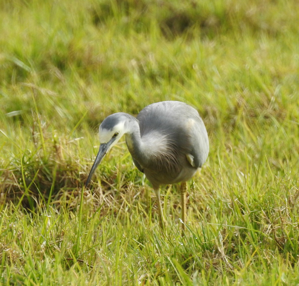 White-faced Heron - ML628108942