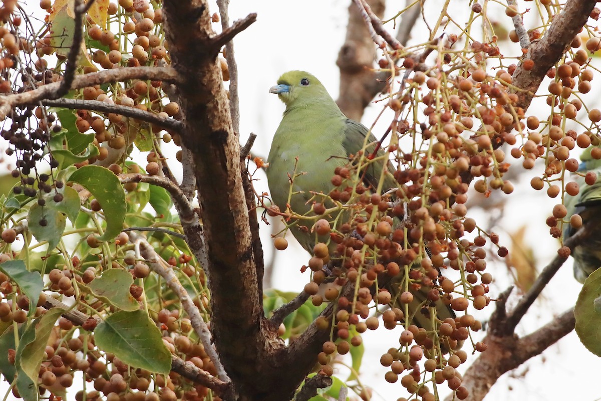 Whistling Green-Pigeon - ML628108944