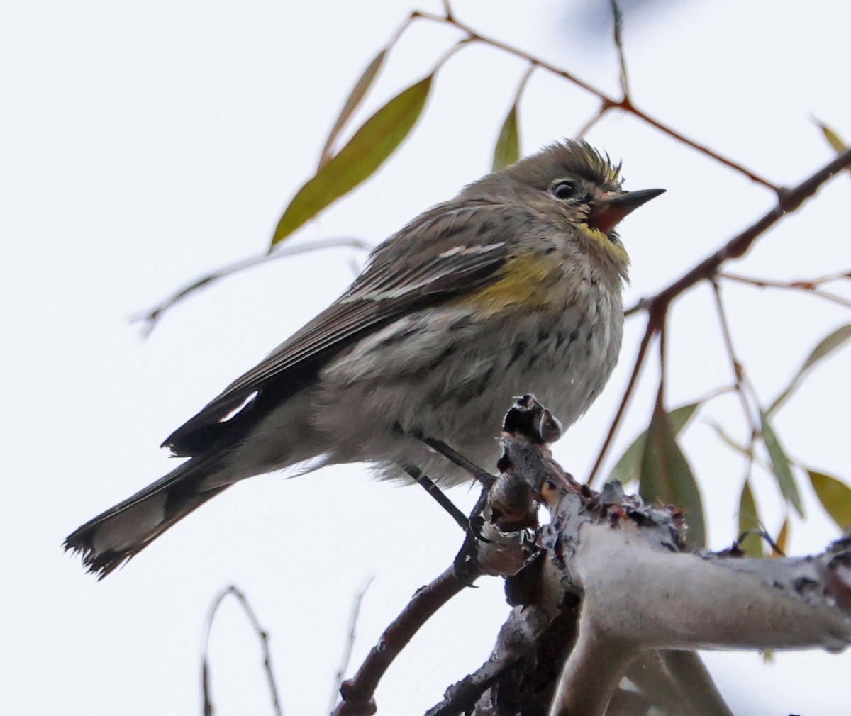 Yellow-rumped Warbler - ML628108945