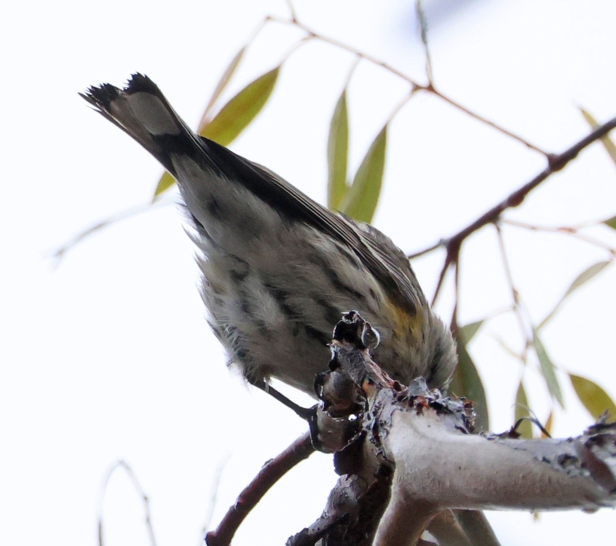 Yellow-rumped Warbler - ML628108946