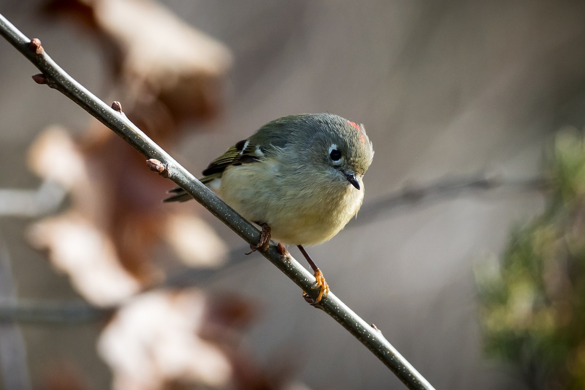 Ruby-crowned Kinglet - ML628108949