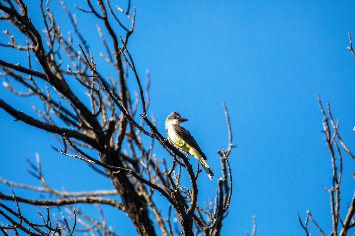 Thick-billed Kingbird - ML628108950