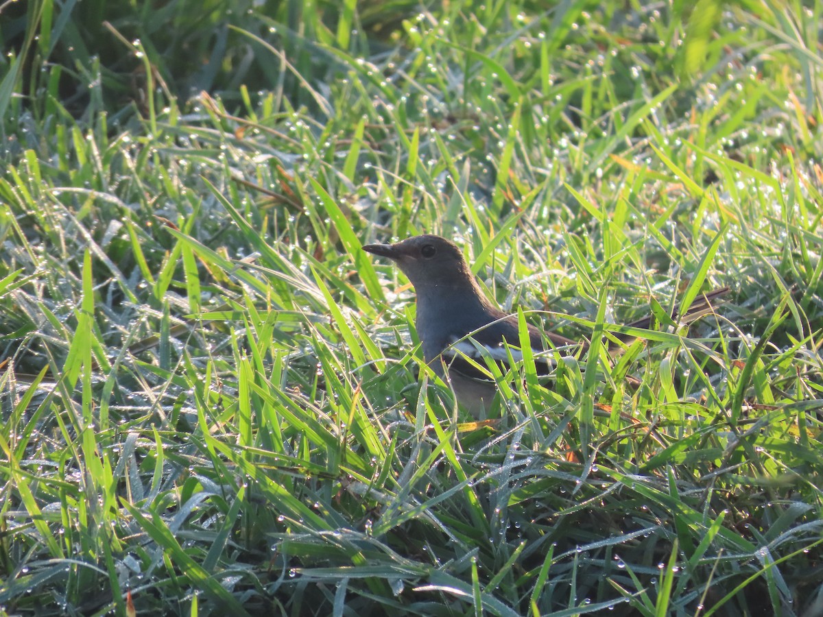 Oriental Magpie-Robin - ML628108952