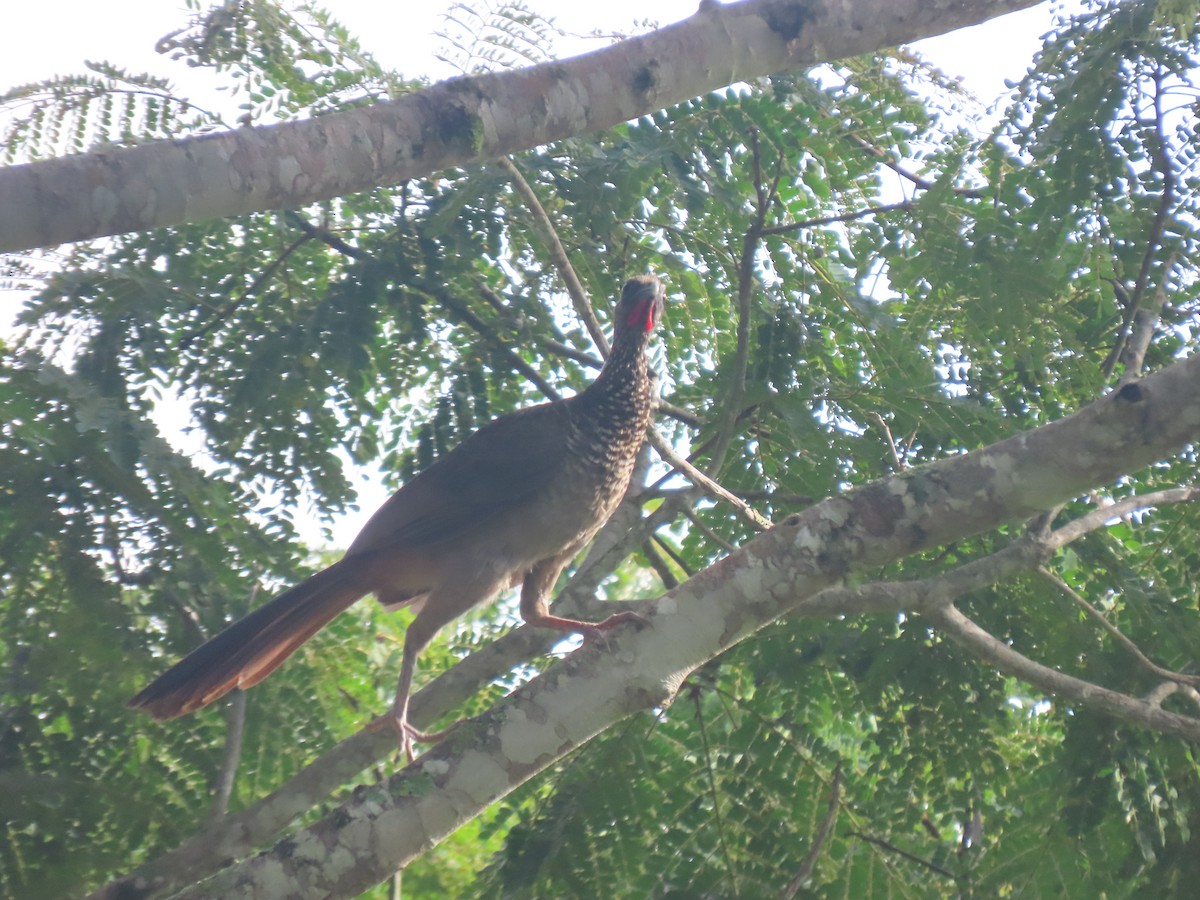 Speckled Chachalaca - ML628108955