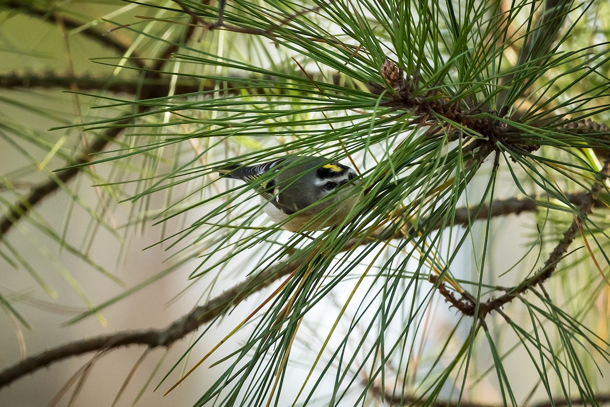 Golden-crowned Kinglet - ML628108956