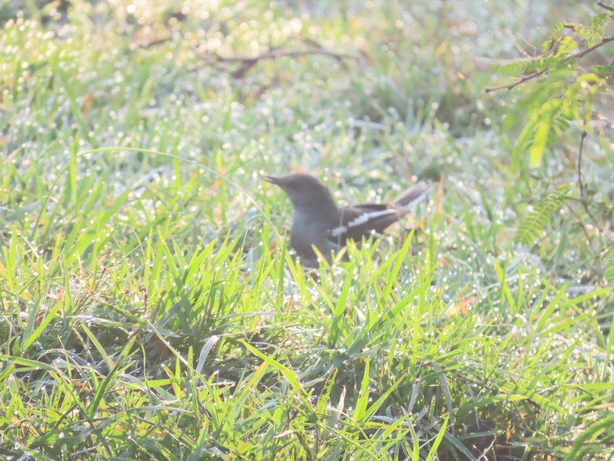 Oriental Magpie-Robin - ML628108959