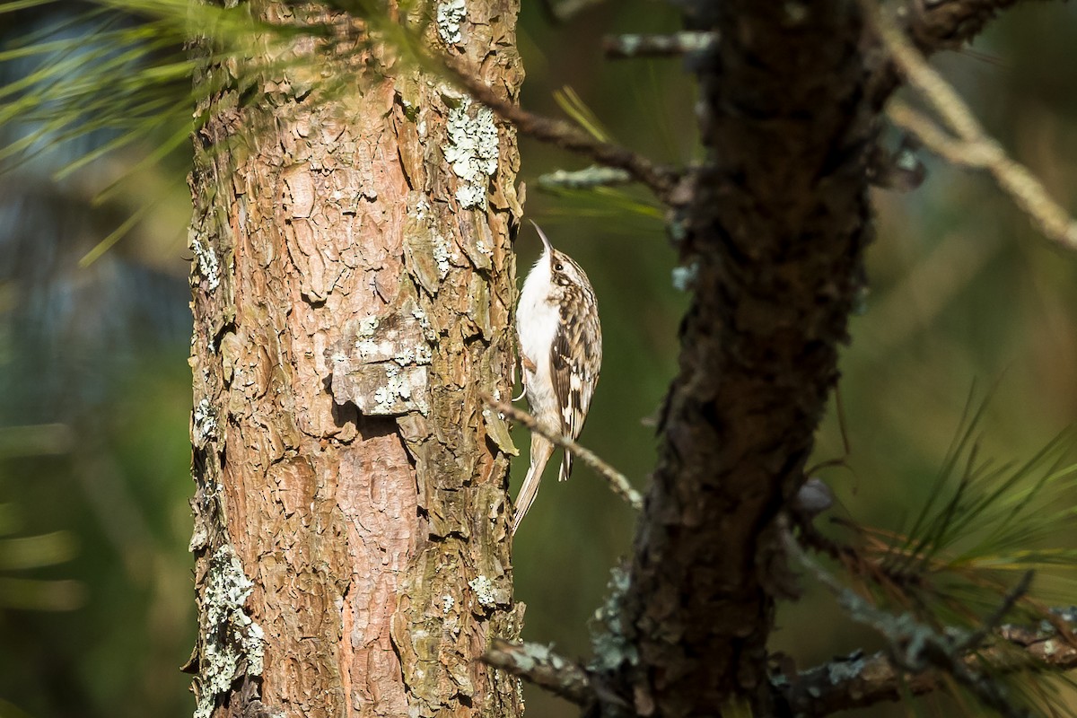 Brown Creeper - ML628108961