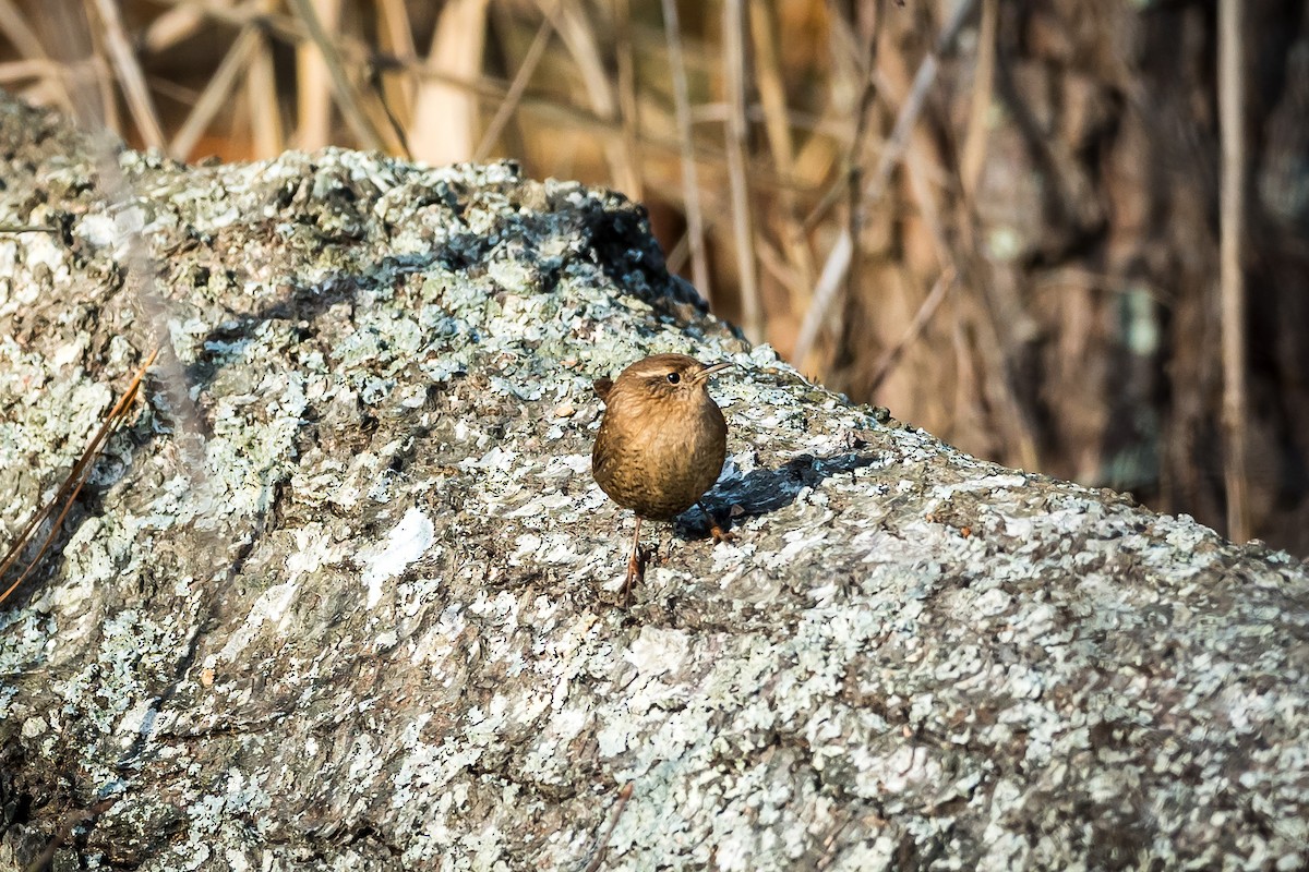 Winter Wren - ML628108963