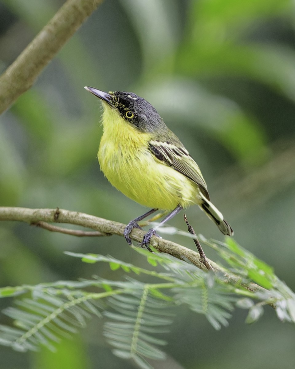 Common Tody-Flycatcher - ML628108979