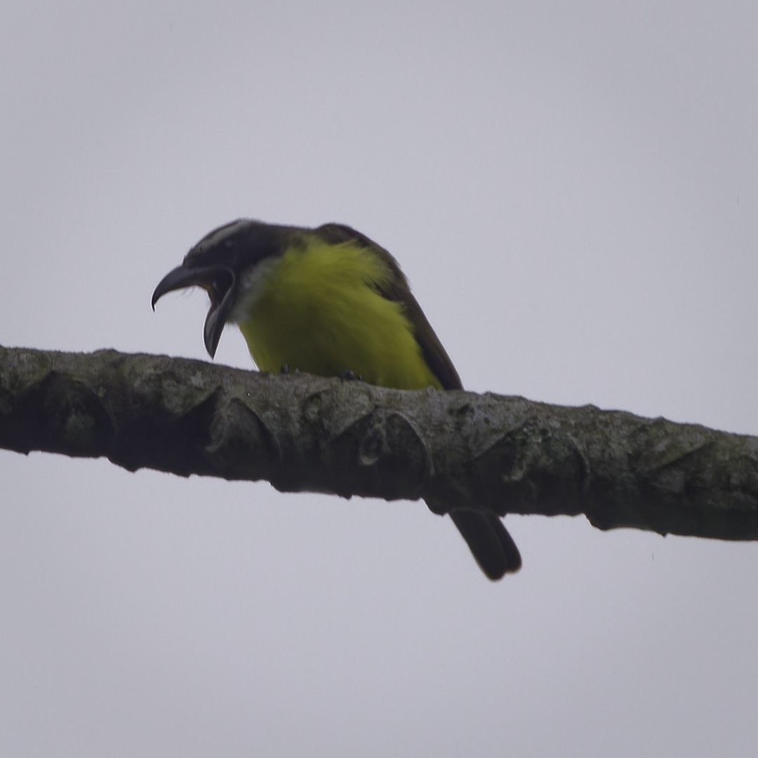 Boat-billed Flycatcher - ML628108999