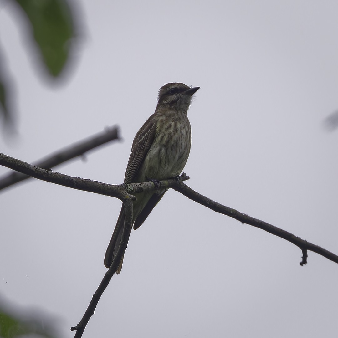 Variegated Flycatcher - ML628109037