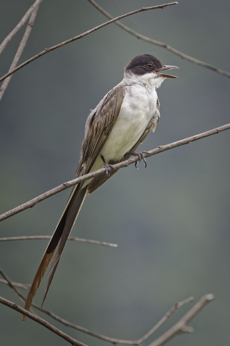 Fork-tailed Flycatcher - ML628109051