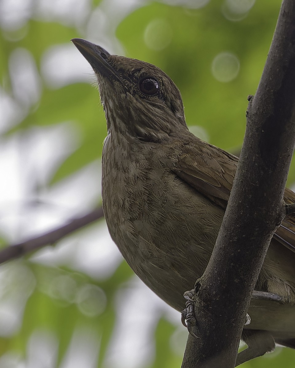 Pale-breasted Thrush - ML628109076