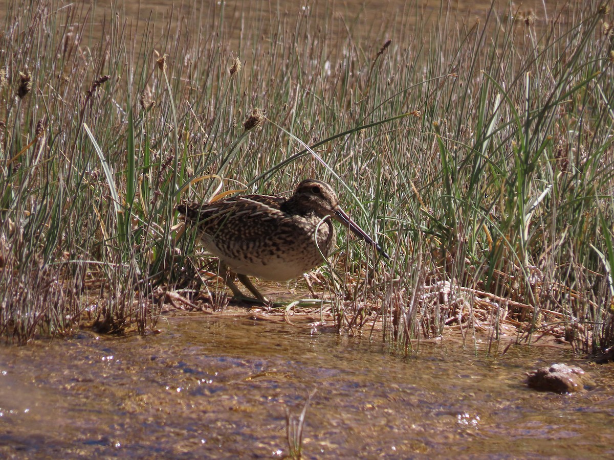 patagoniabekkasin - ML628109080