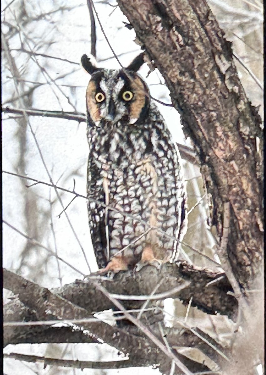 Long-eared Owl - ML628109085