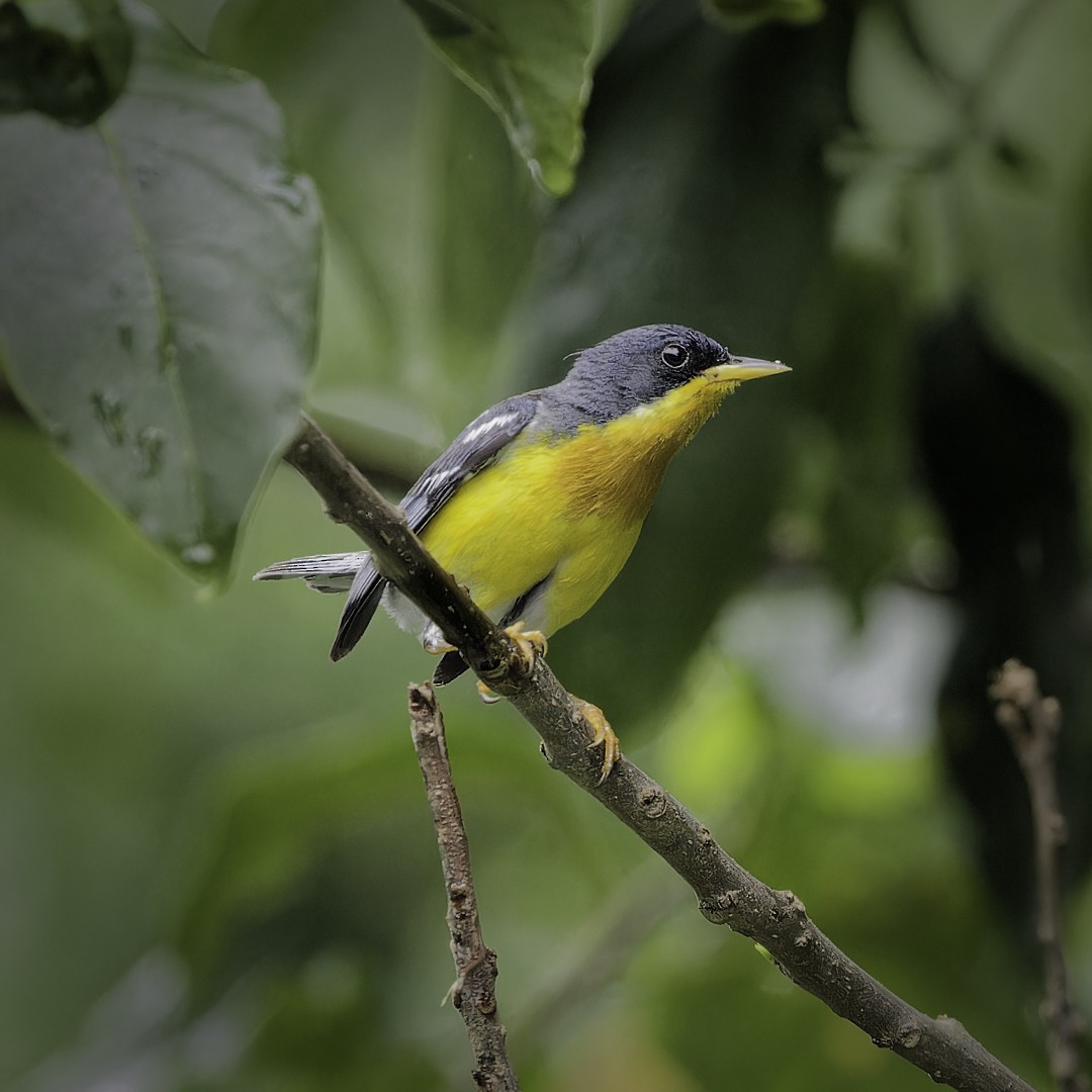 Tropical Parula - ML628109134