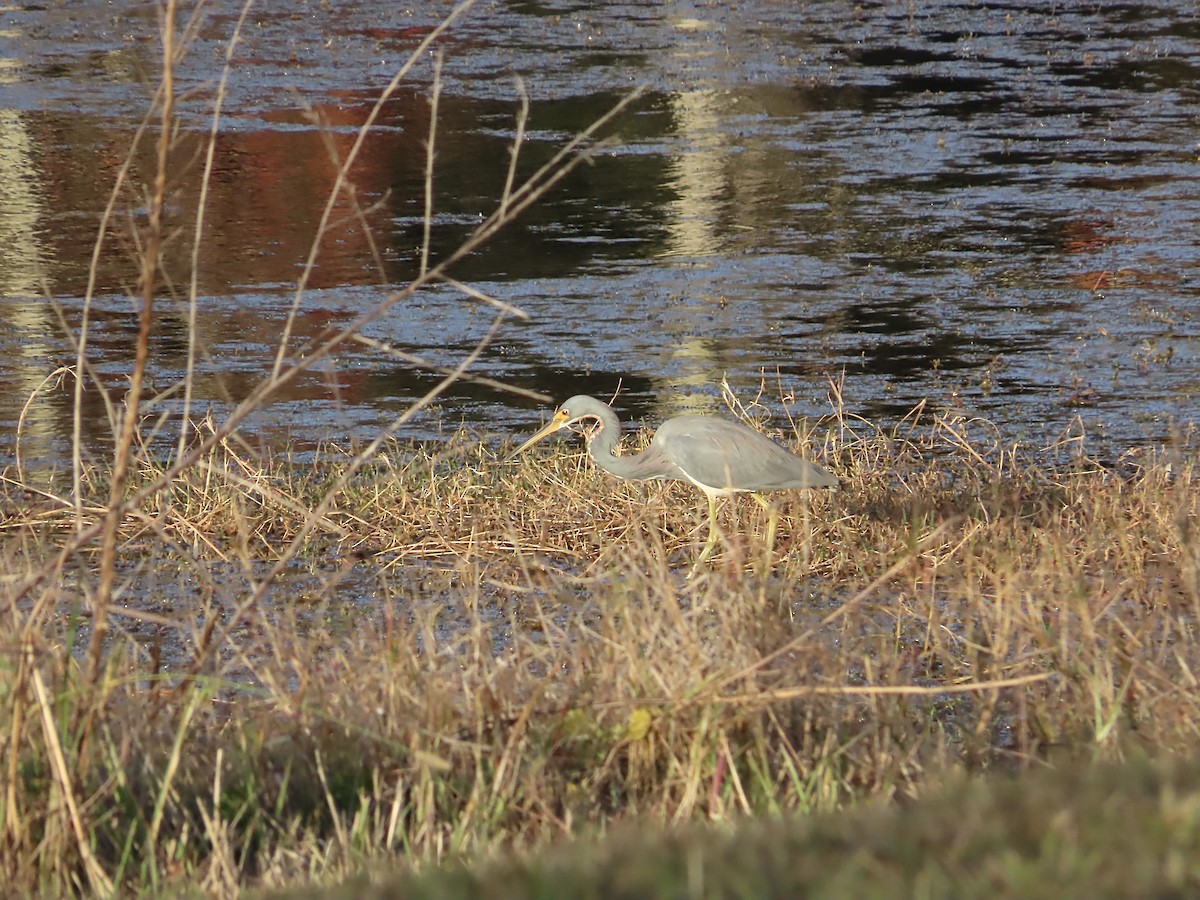 Dreifarbenreiher - ML628109184