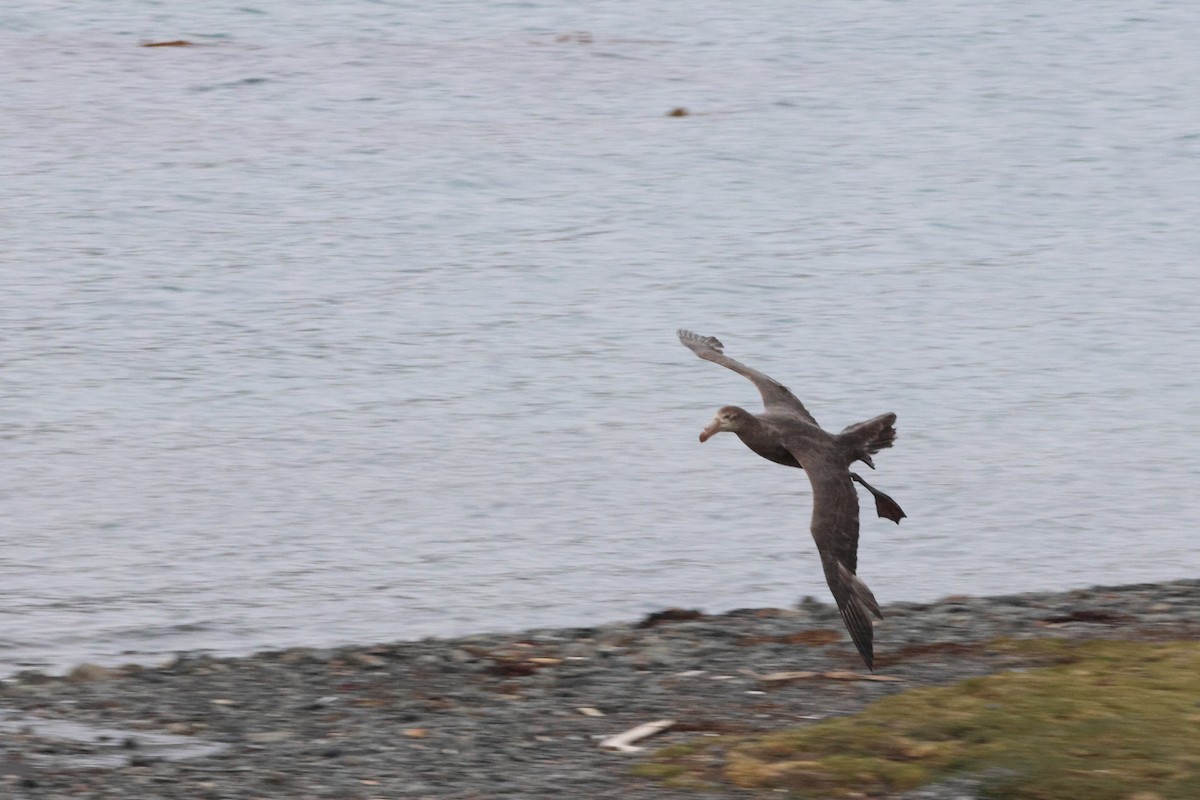 Northern Giant-Petrel - ML628109185