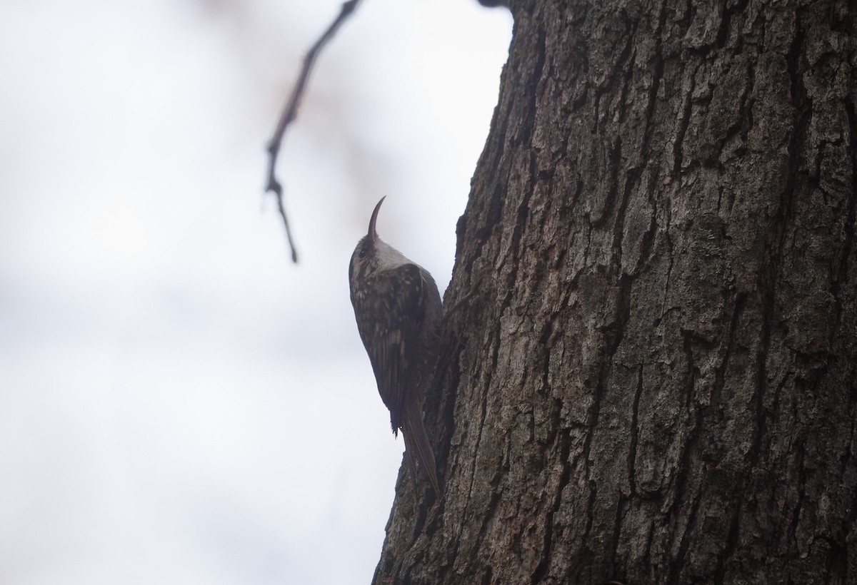 Brown Creeper - ML628109205